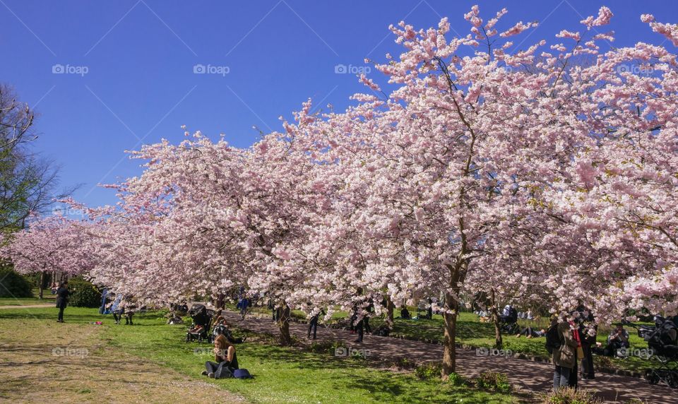 Pink park