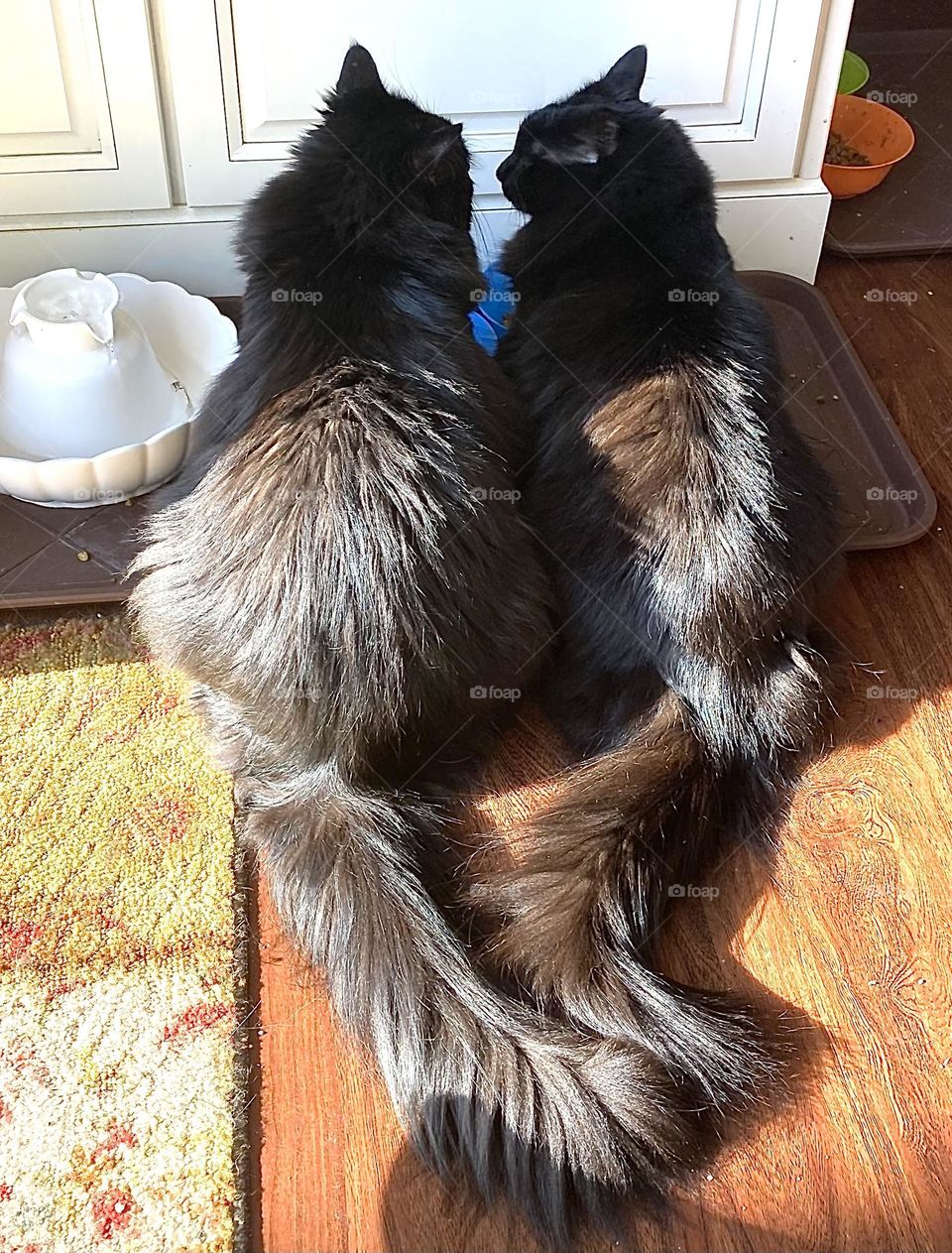 Two black cat siblings sharing lunch
