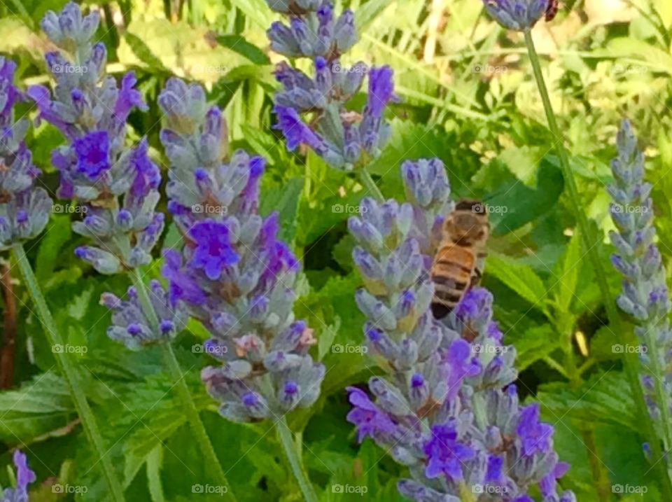 Lavender and bee