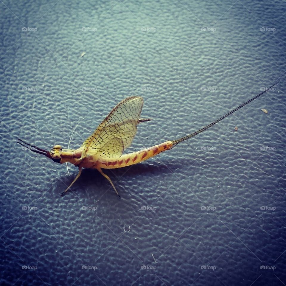 Mayfly in the summer