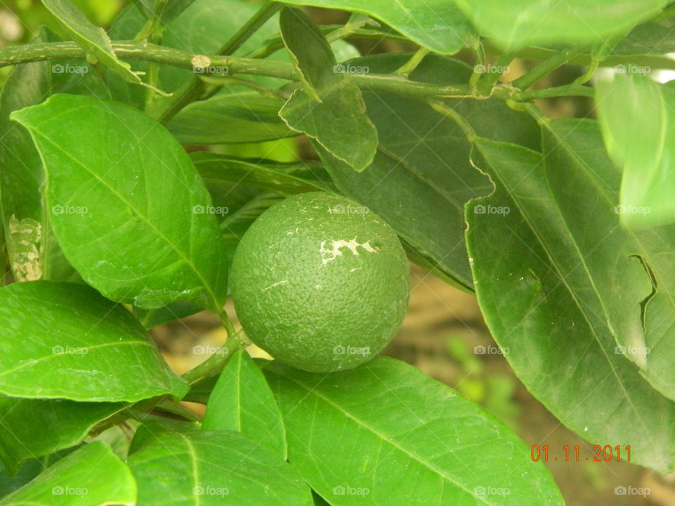 green fruit