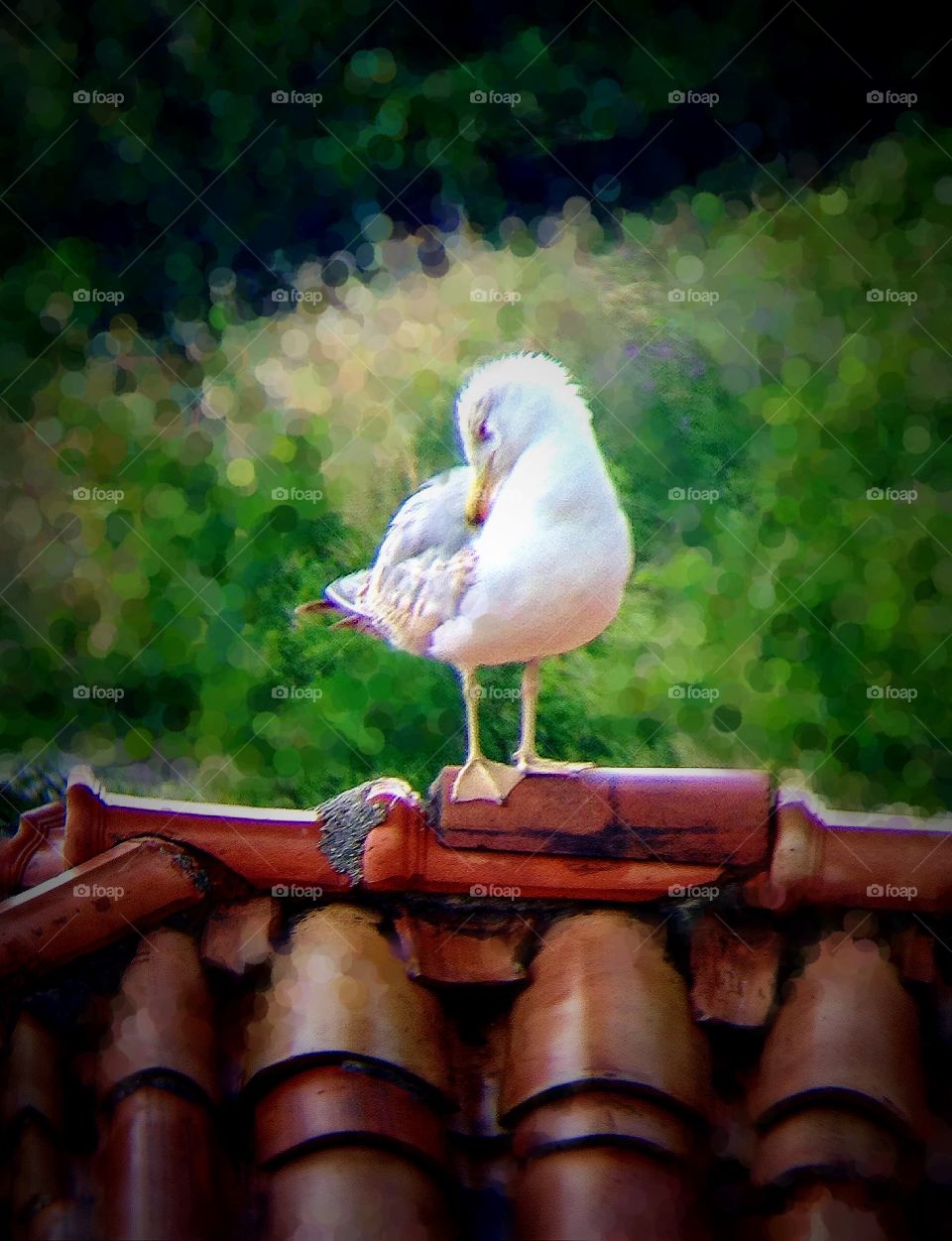 Seagull on roof 