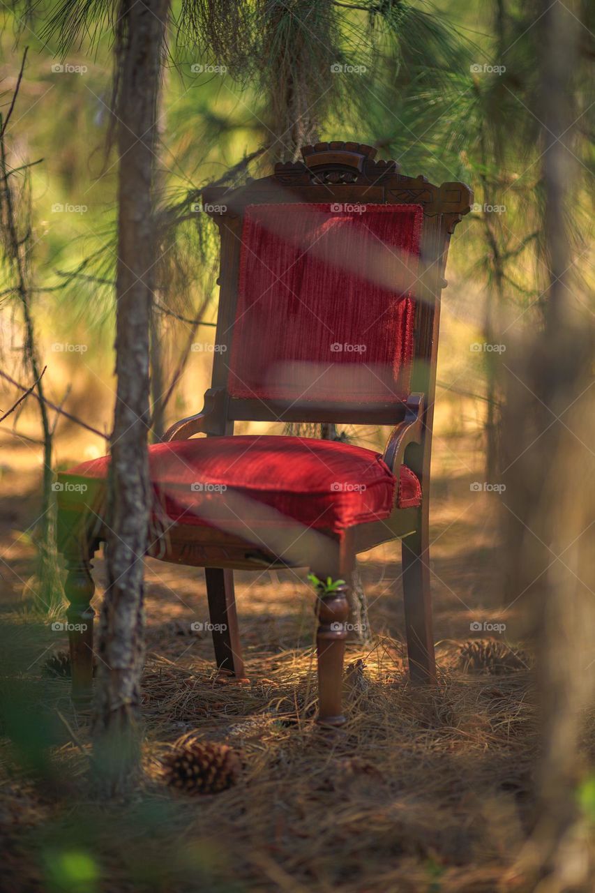 Vintage Red Velevet Wood Chair left abandoned In a wooded area filled with pine trees