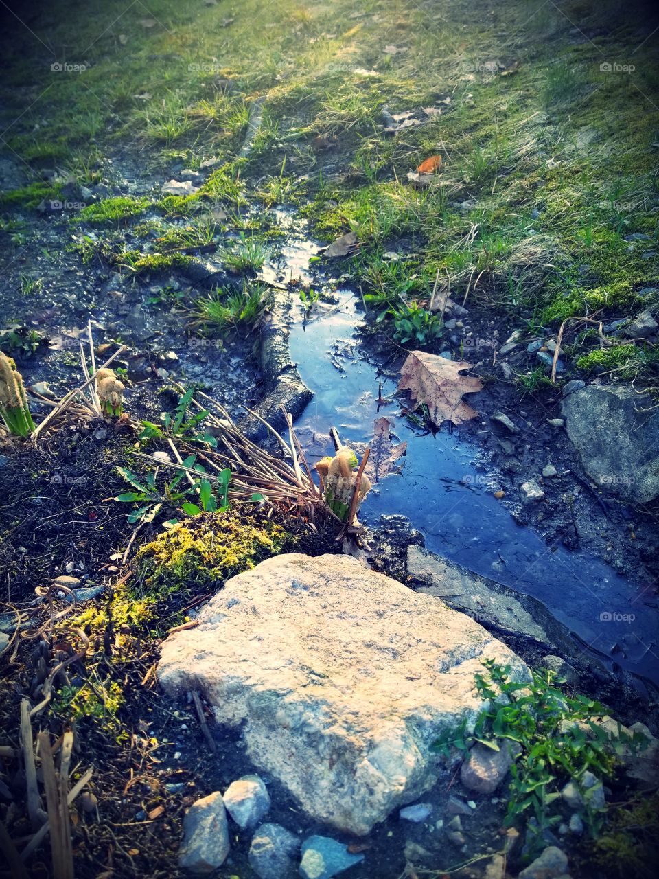 spring stream