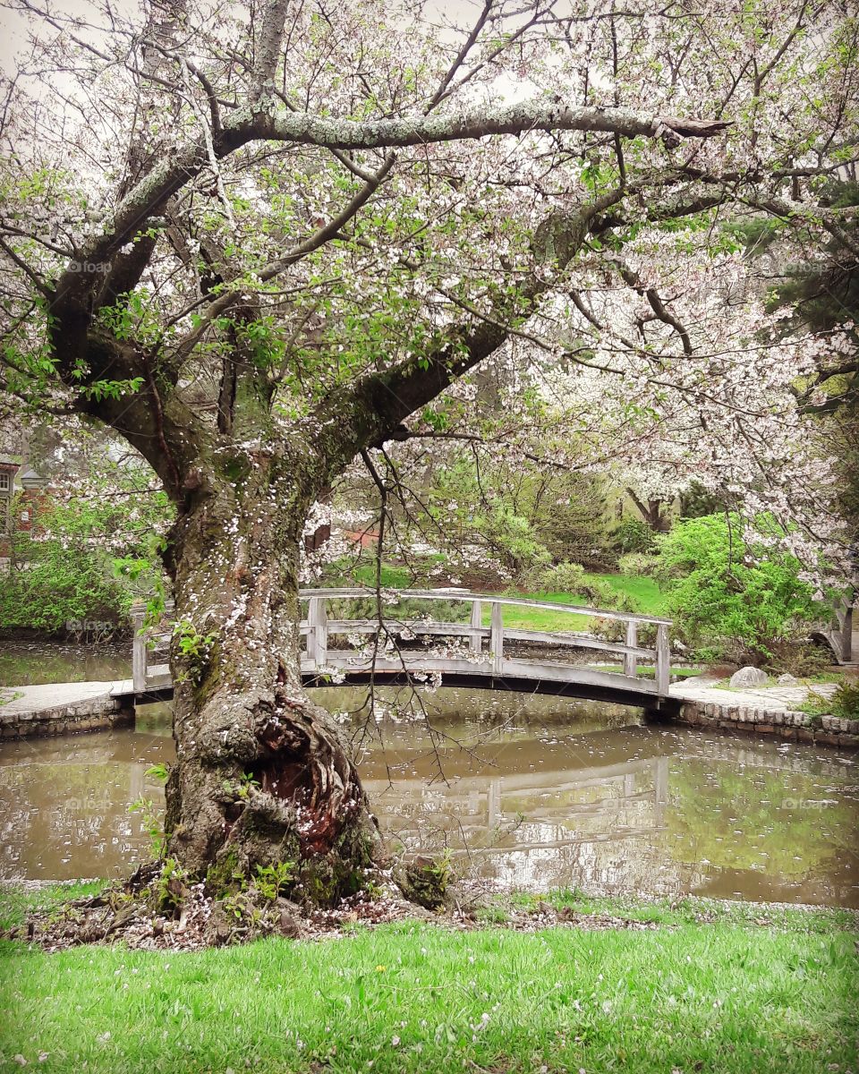 Japanese garden