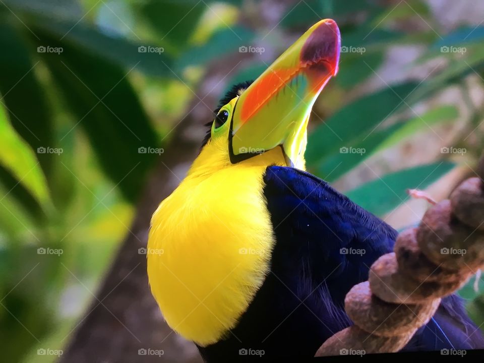 Beautiful birds in zoo