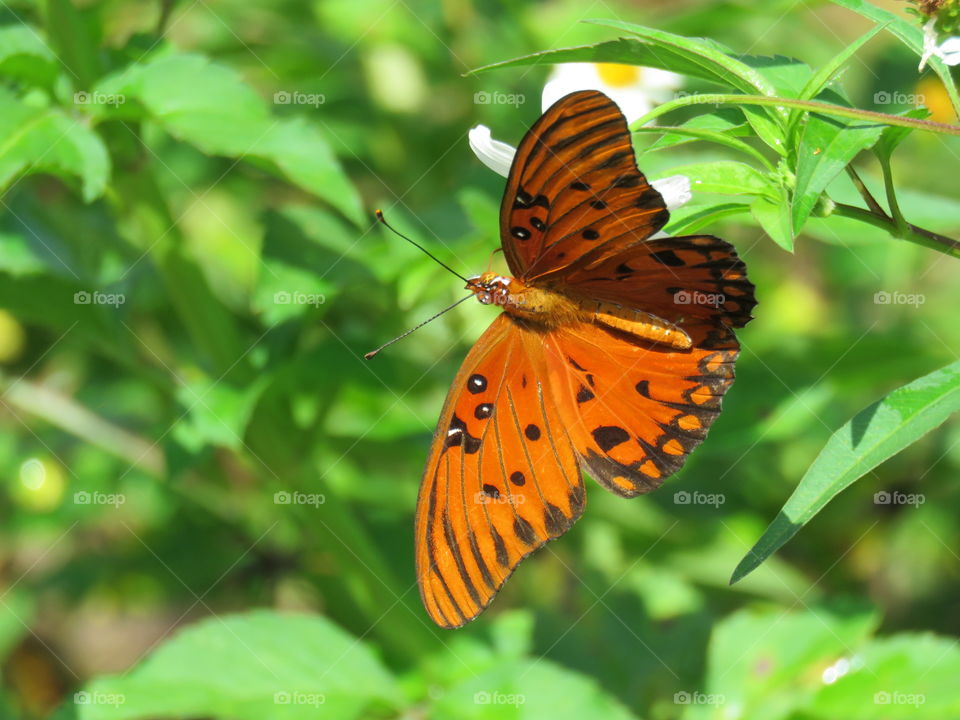 Gulf Fritillary