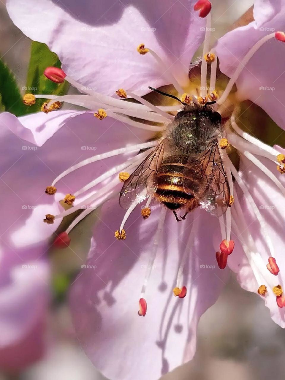 The efforts of bees are commendable. They live constructively, considerately, and artistically. A beautiful bee among the pink blossoms of spring