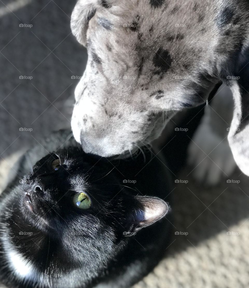 Puppy kisses for his favorite kitty