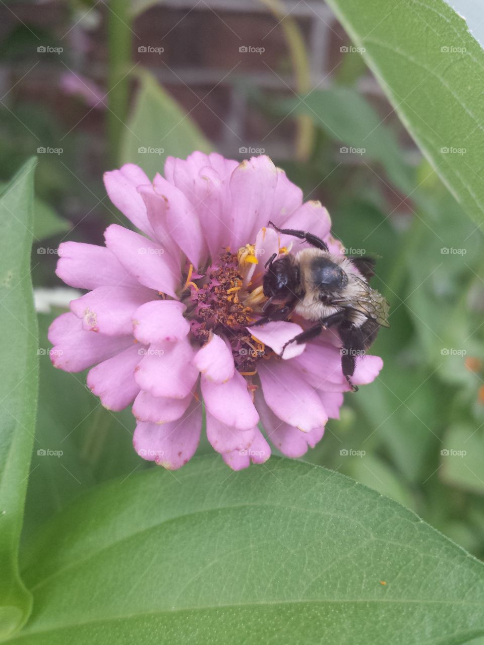 hungry bee & zinnia (pink)