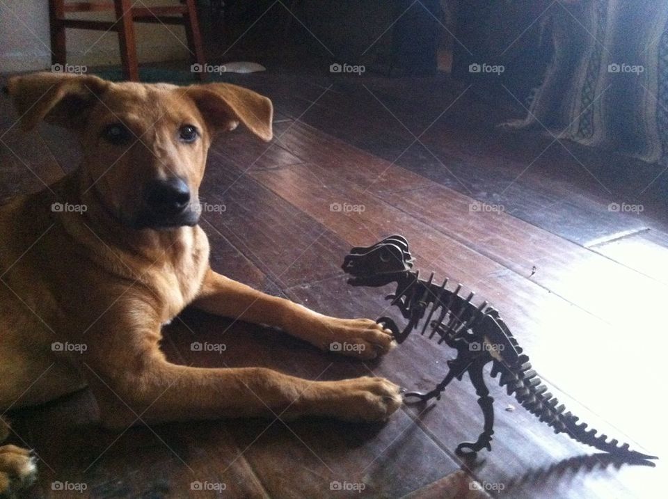 Puppy vs. Jurassic park