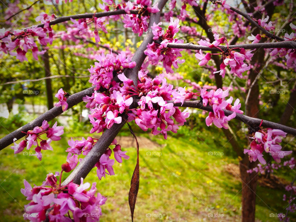 spring pink flower tree by jonesaceae