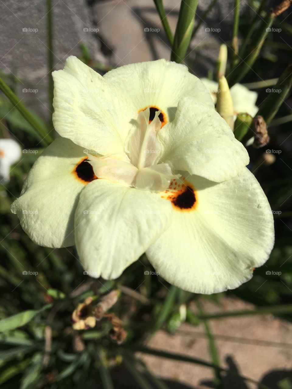 Flores de Cores tão bonitas e delicadeza Ímpar. Inspiradoras e belas inegavelmente. 