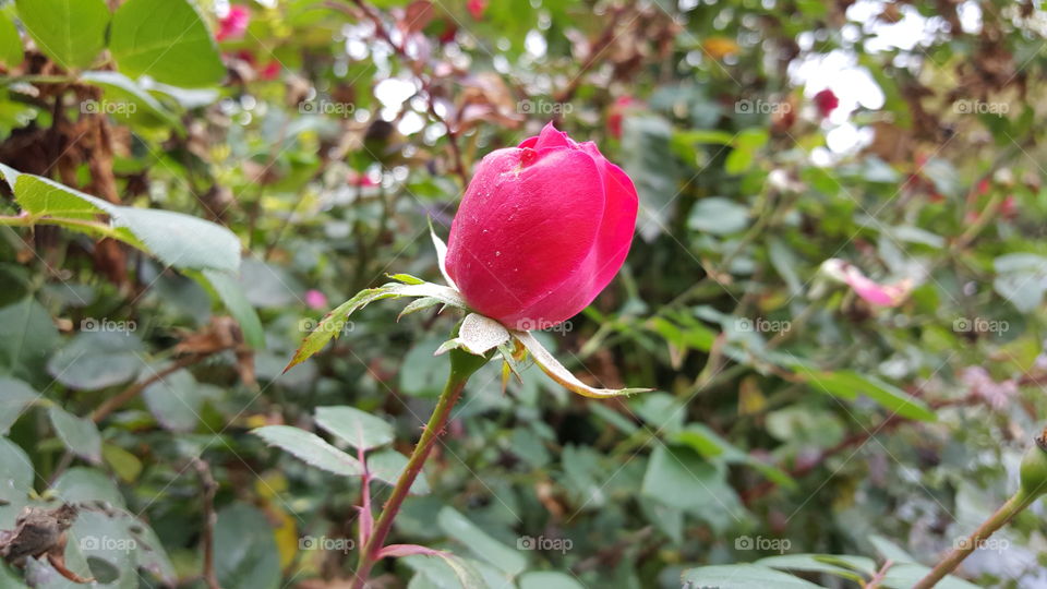 Unbloomed Pink Rose