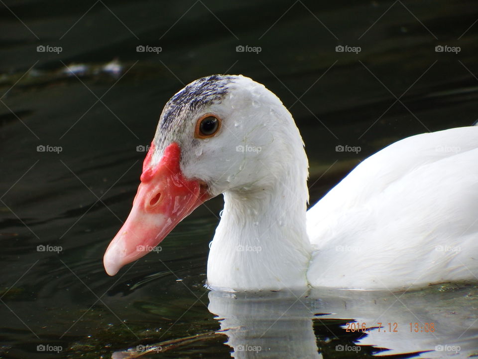 White duck swimming.