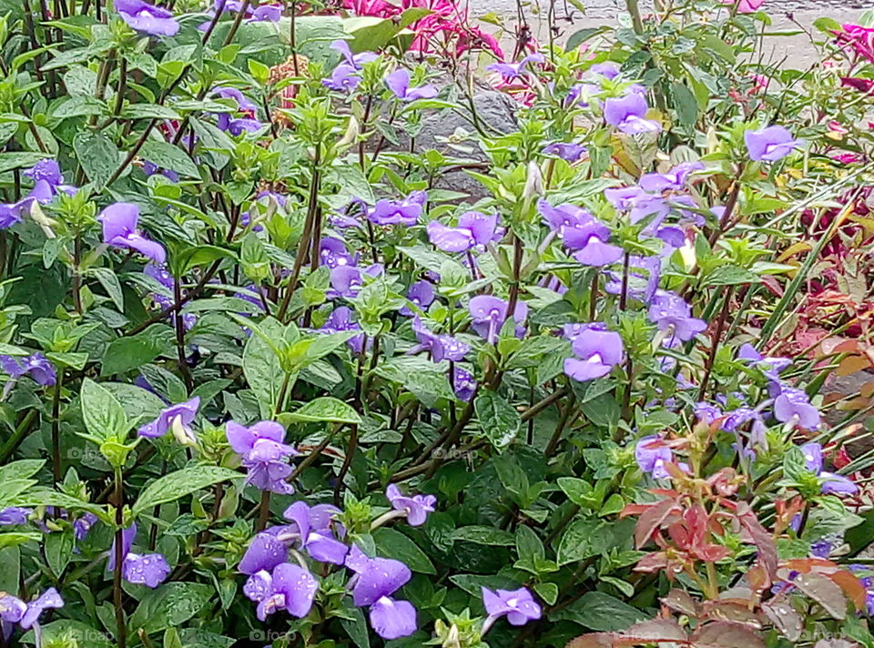 Purple flowers