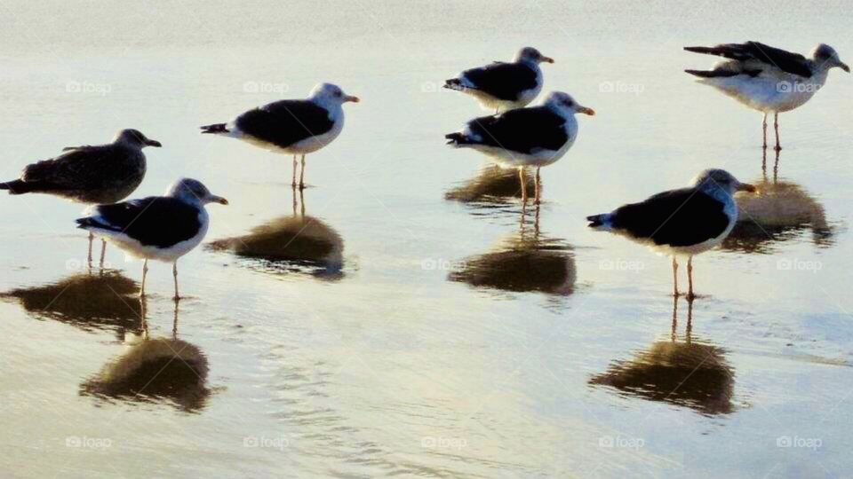 Birds and their Shadows in water at the end of the day 