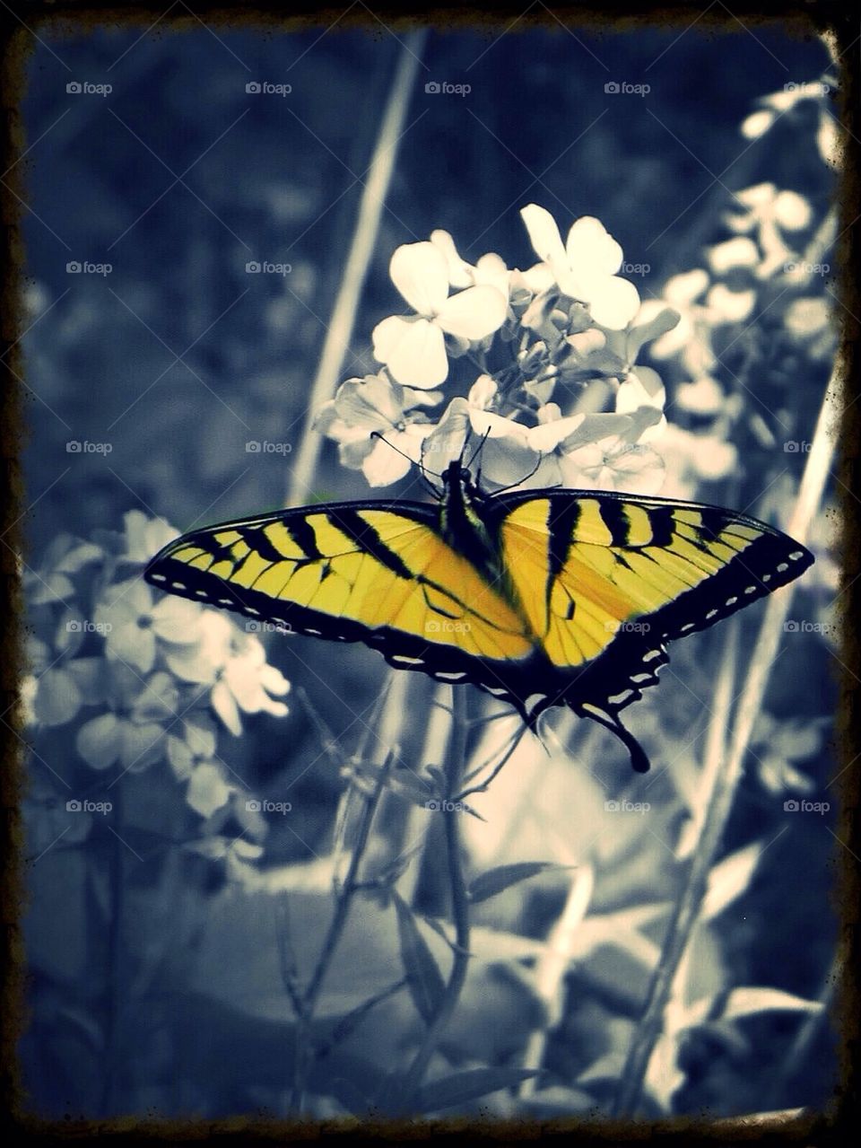 Yellow Tiger Swallowtail