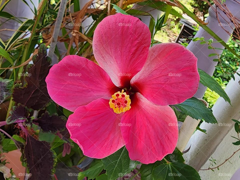 bloody red hibiscus