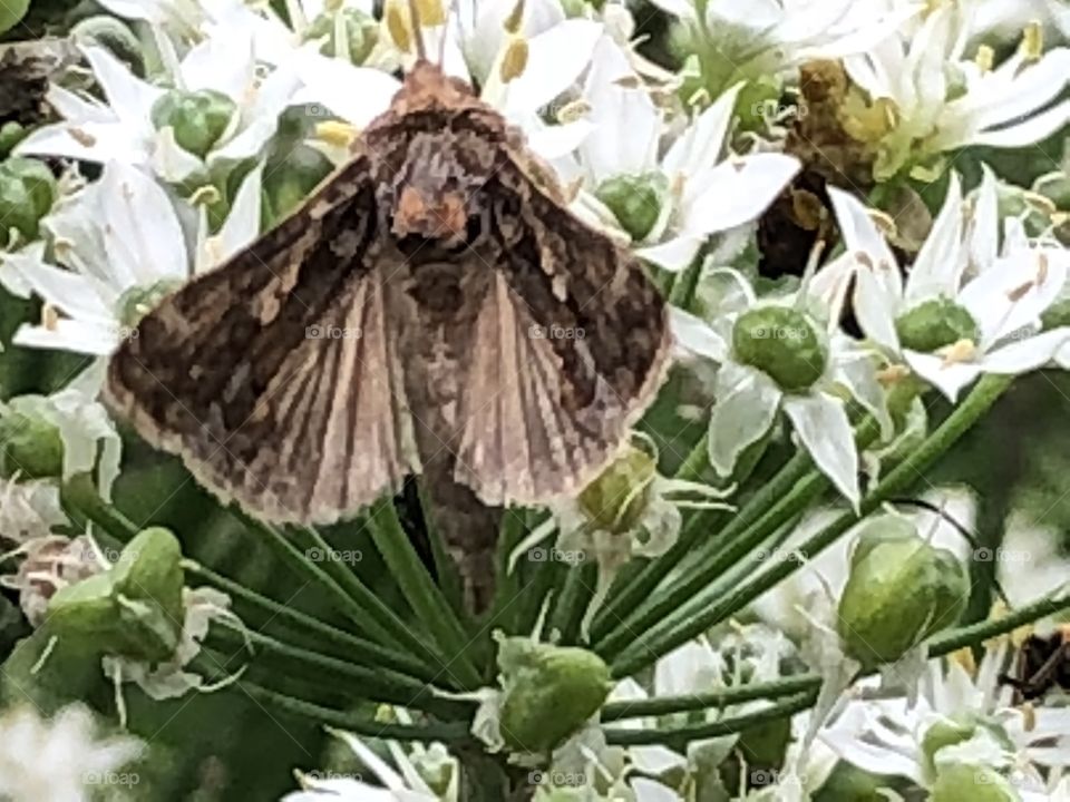 Pretty large moth