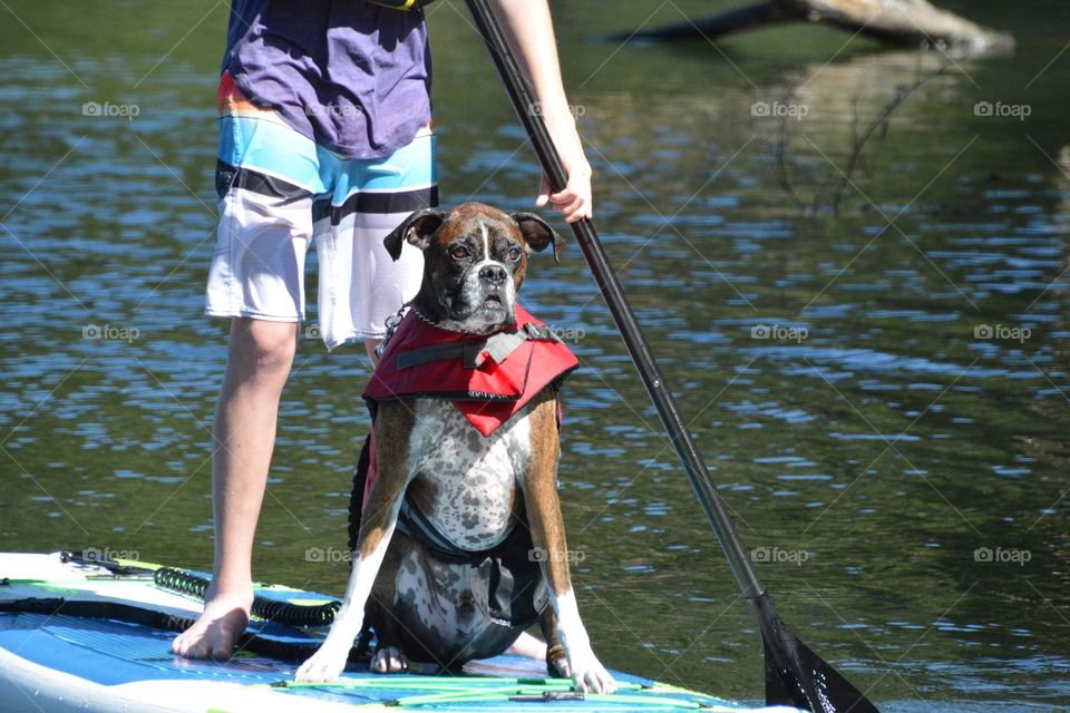 Boxer on a paddleboard