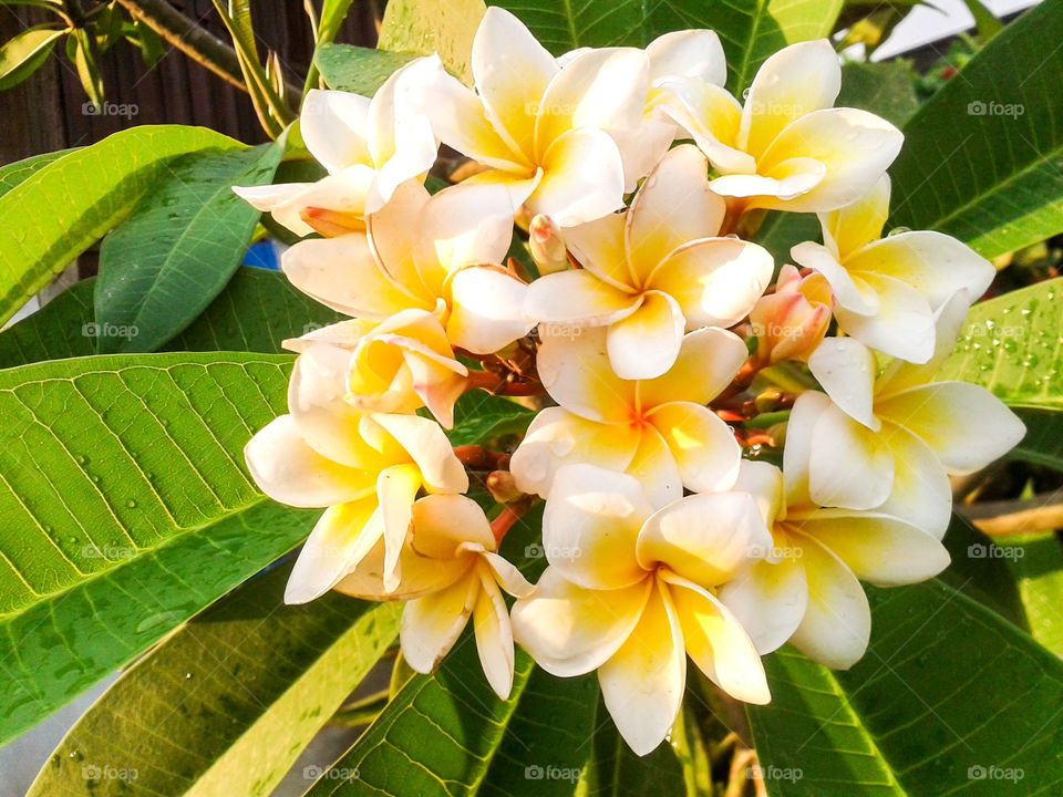 plumeria flower. plumeria flower in garden