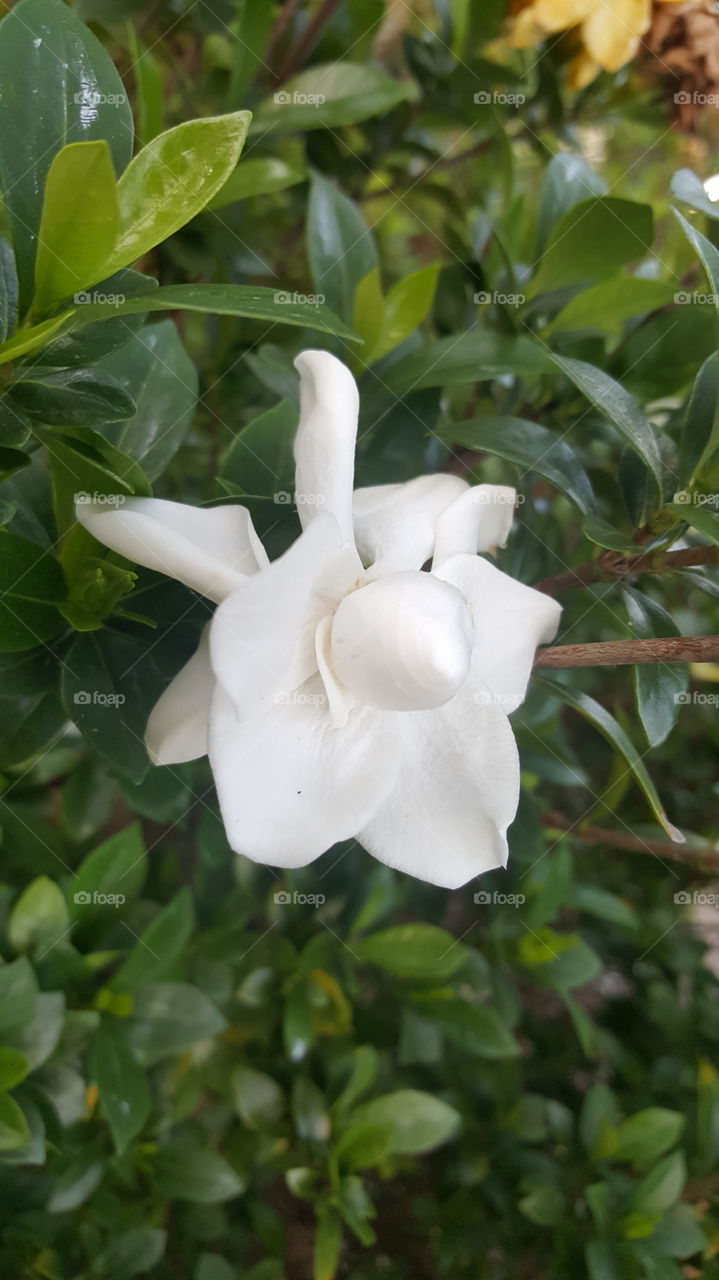 Nature, Leaf, Flora, Garden, Flower