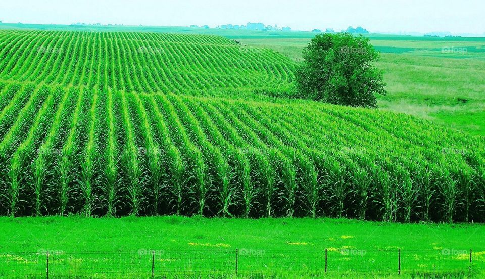 Bright green corn  fields in  Iowa 