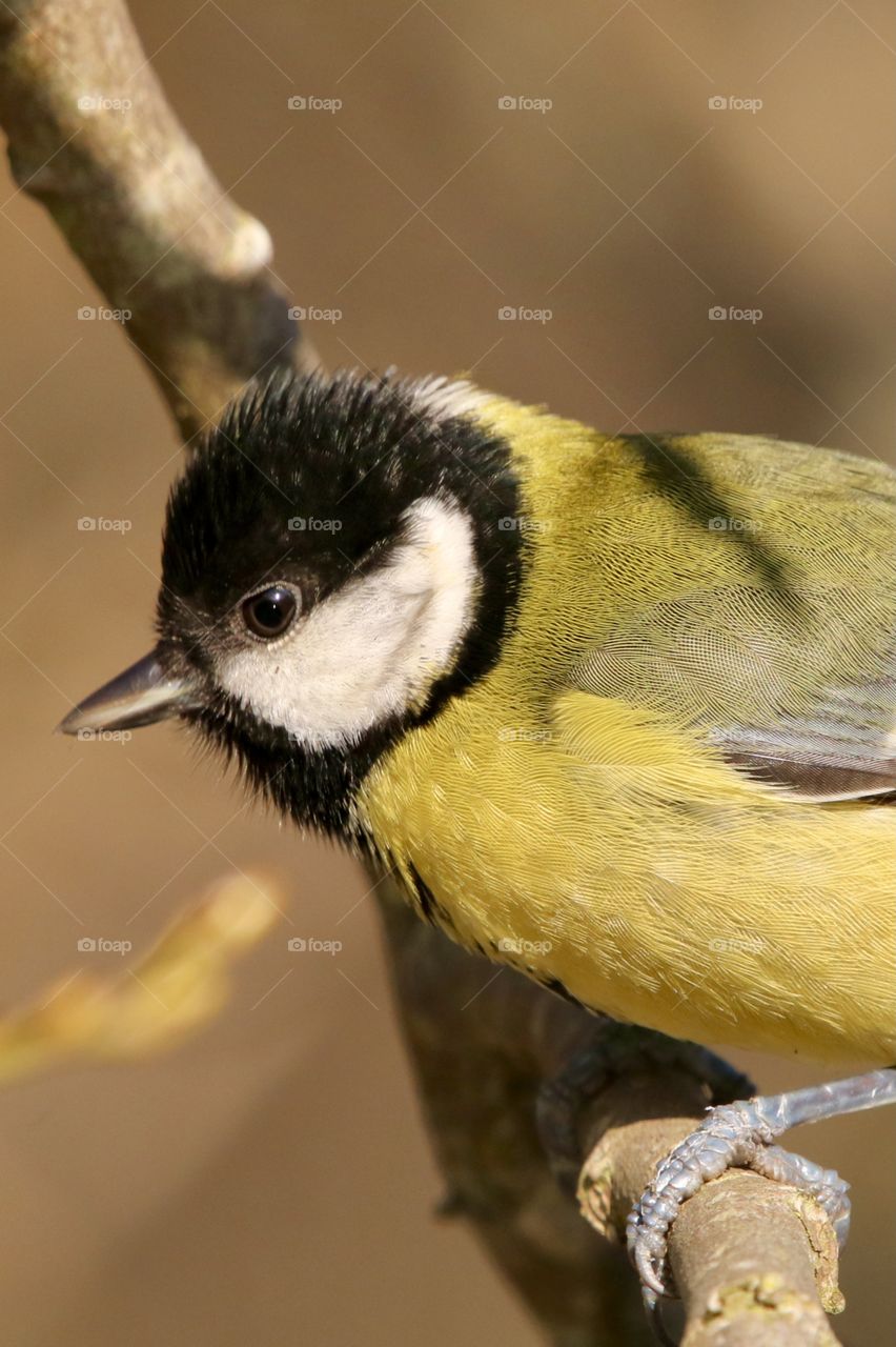 Great tit