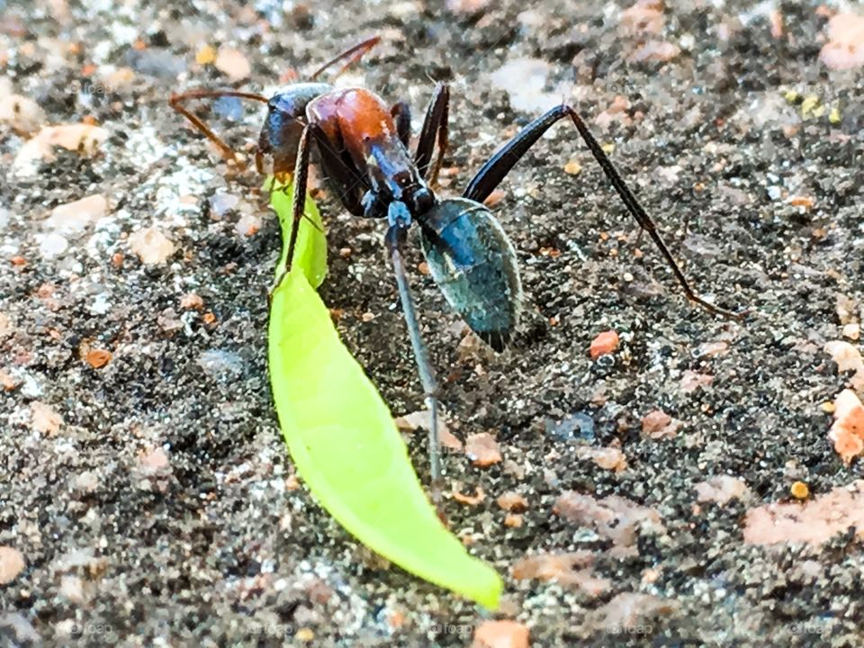 Closeup colourful ant feeding on leaf