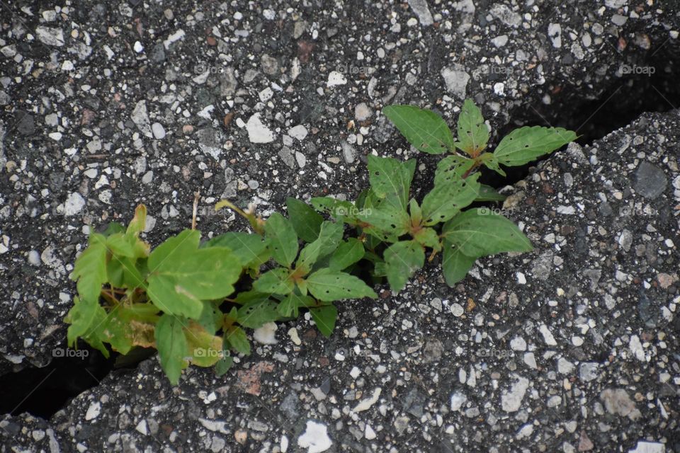 Weeds growing through the cracks
