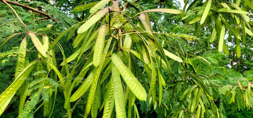 Lamtoro, kemlandingan, petai selong or petai china is a kind of shrub from the Fabaceae tribe, which is often used in reforestation of land or preventing erosion