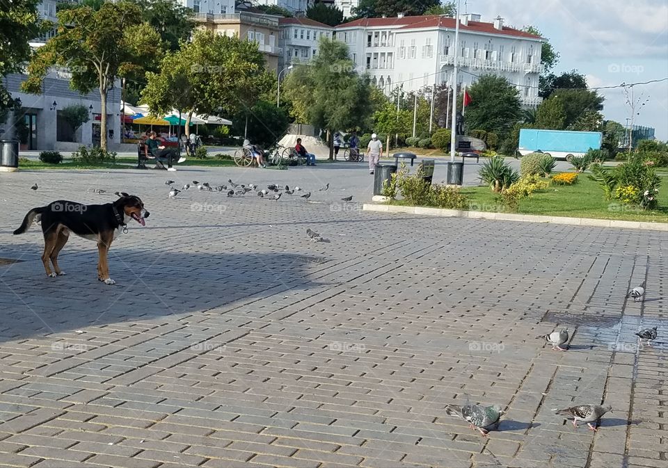 a dog and some seagulls scattered around the waterfront of Büyük Ada island across from Istanbul Turkey