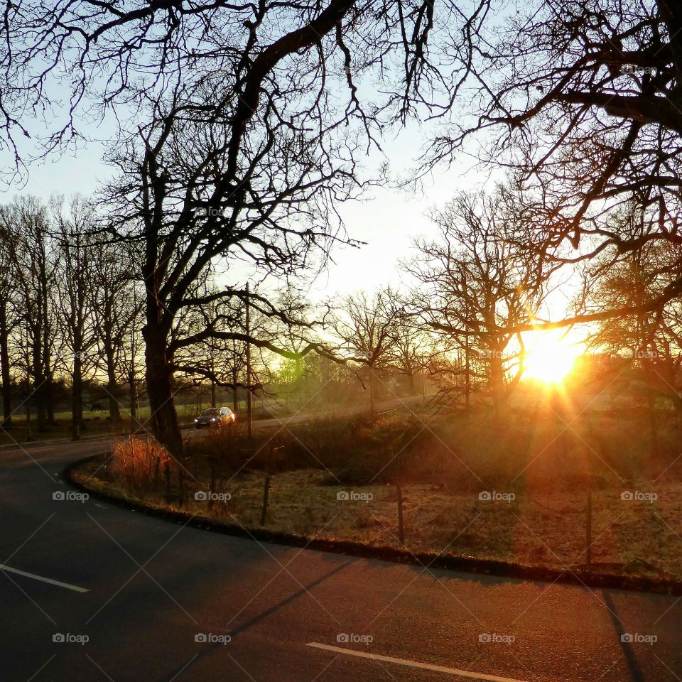 sunrays through the oak trees shining on the road