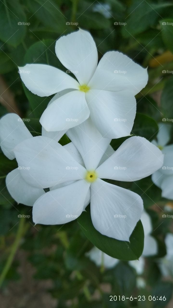 flowers | beauty of nature