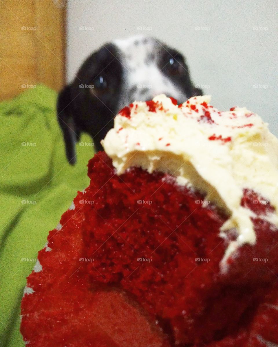 red velvet and dog