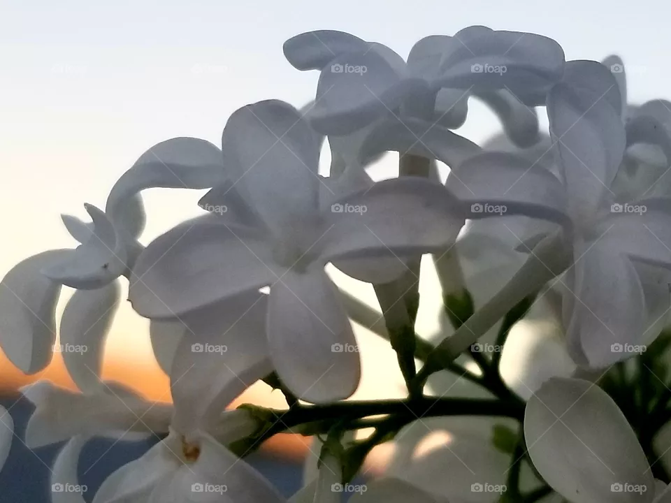 white flowers