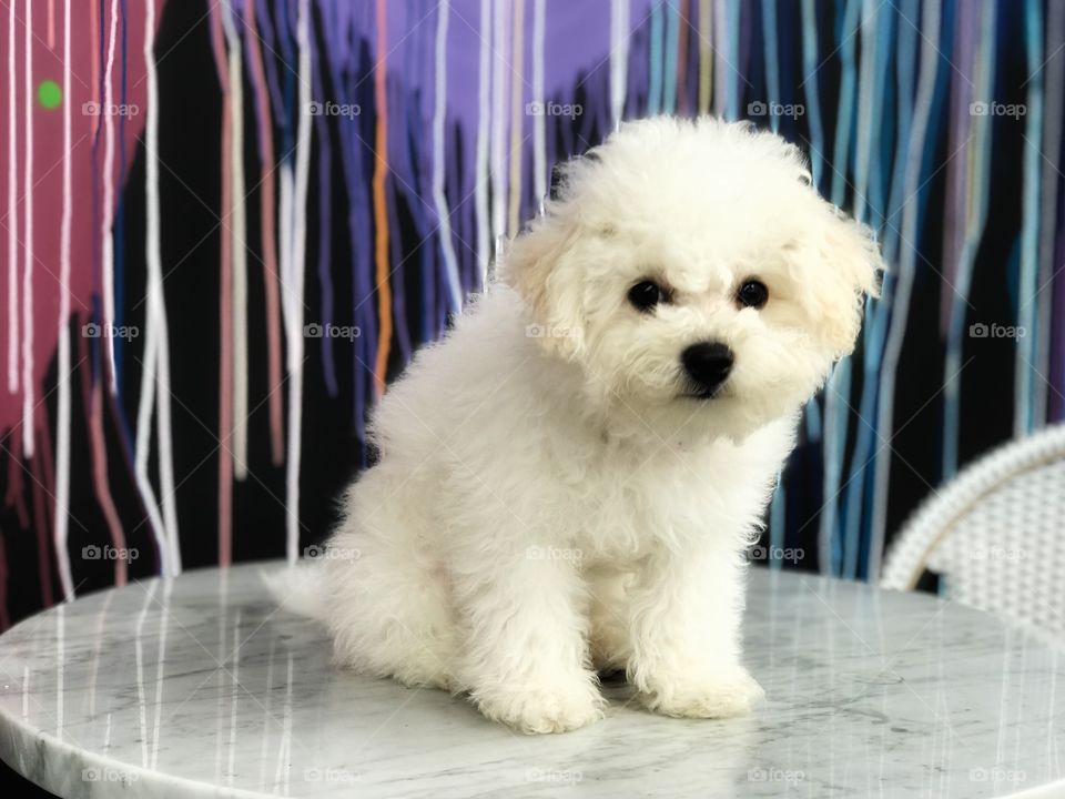 A small furry white puppy sitting on marble table top with colorful streamers in the background.