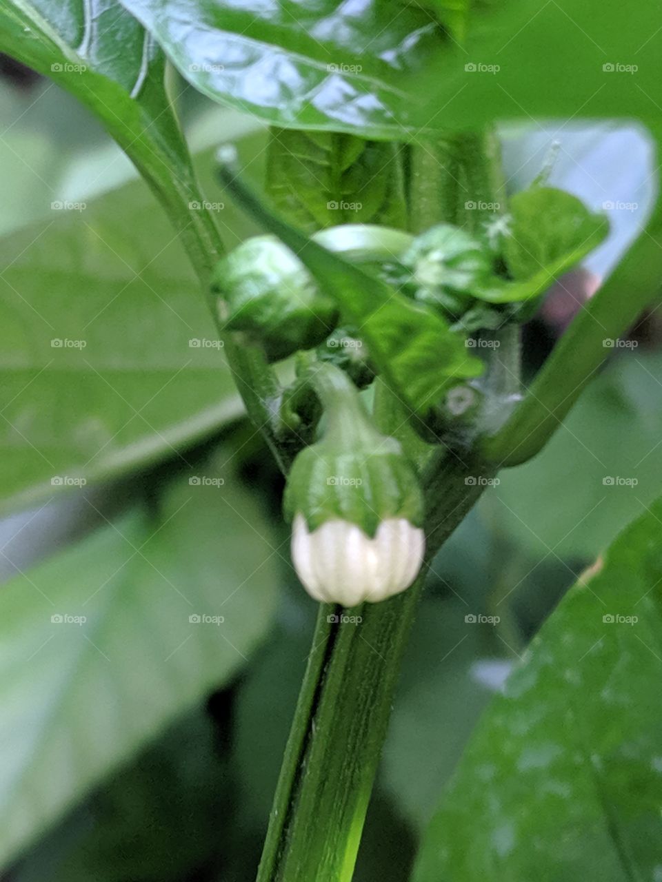 pepper flowers