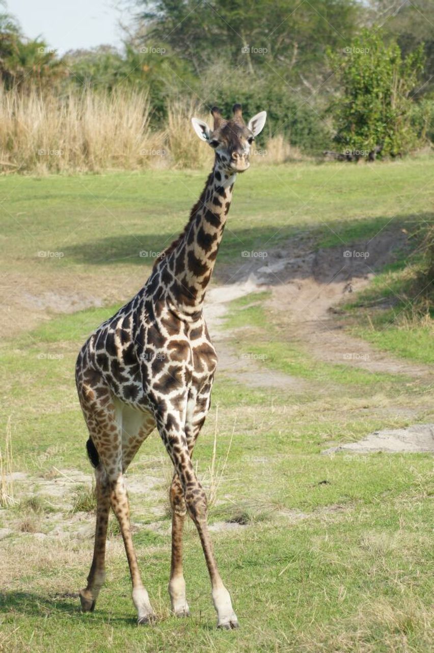 Masai giraffe on the savannah