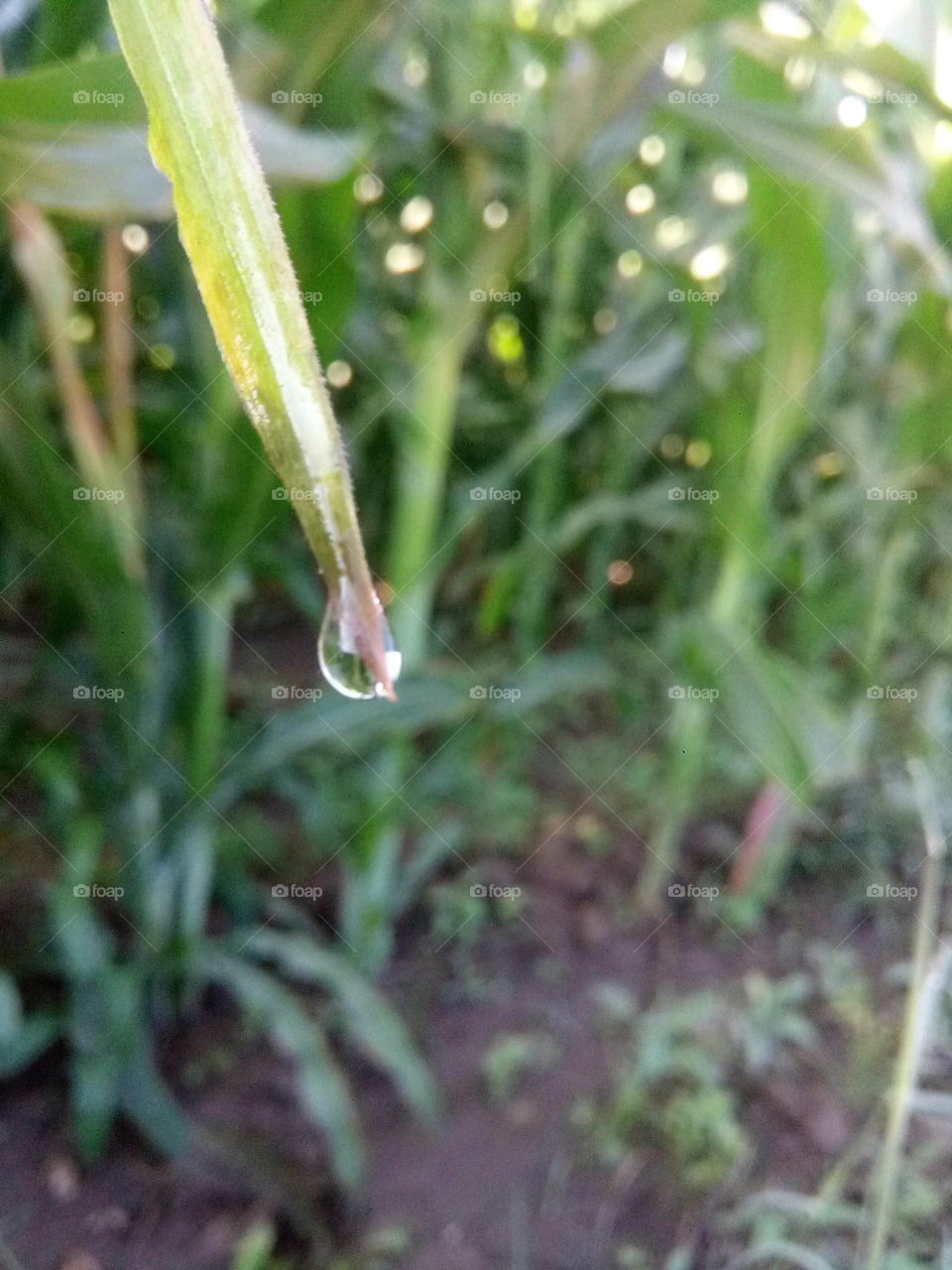 water drop