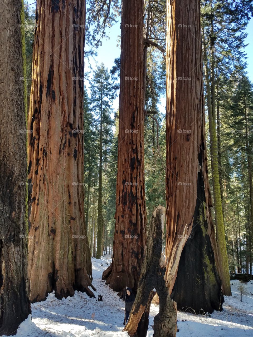 Giant Trees