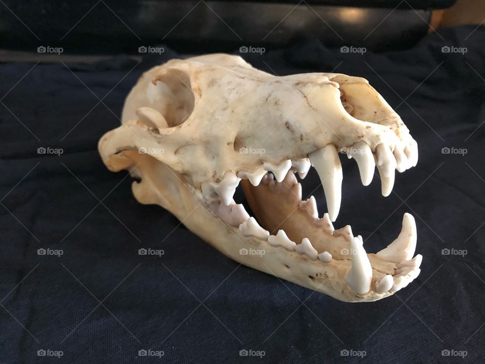 Coyote skull