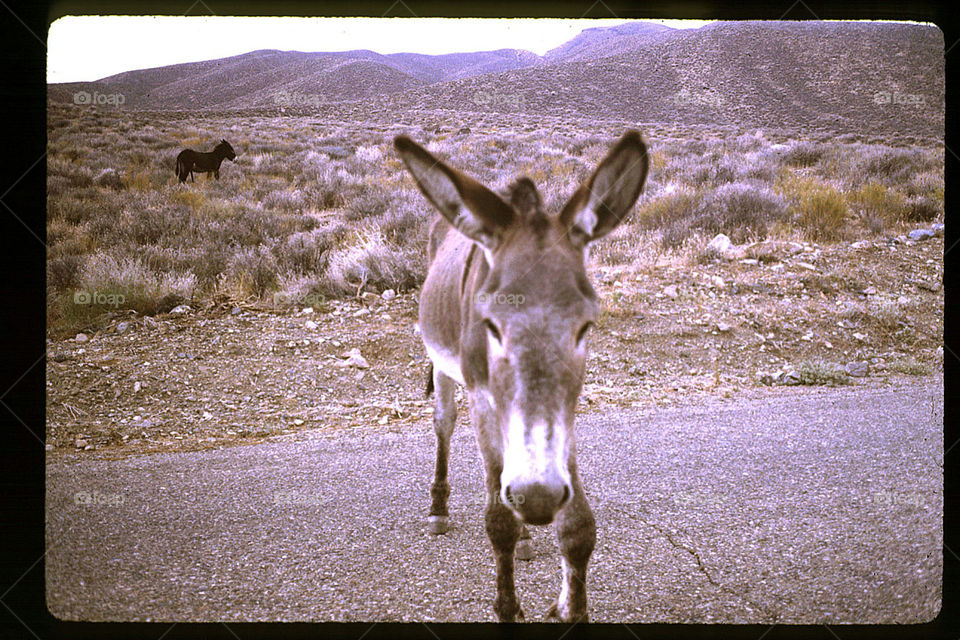 Donkey in Death Valley