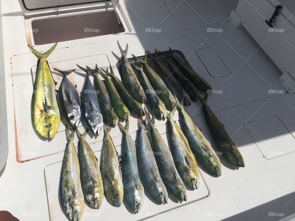 Today's catch