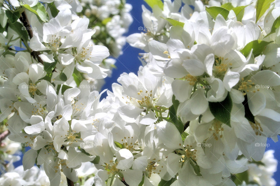 Close-up of white flowers