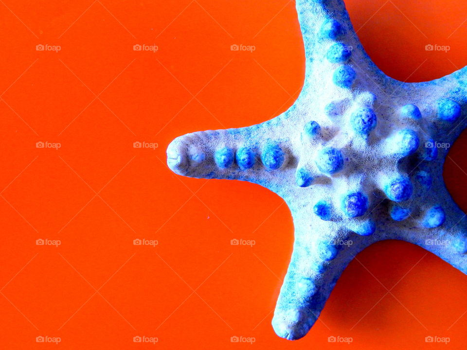 Blue starfish on the orange background