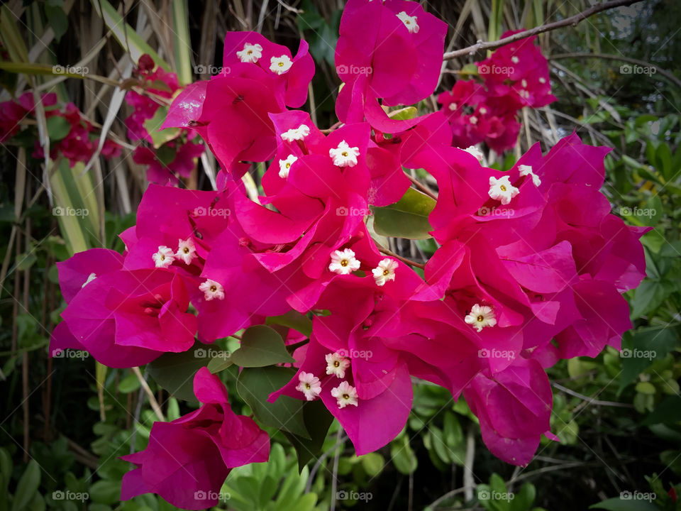 Bougainvillea - fuchsia 