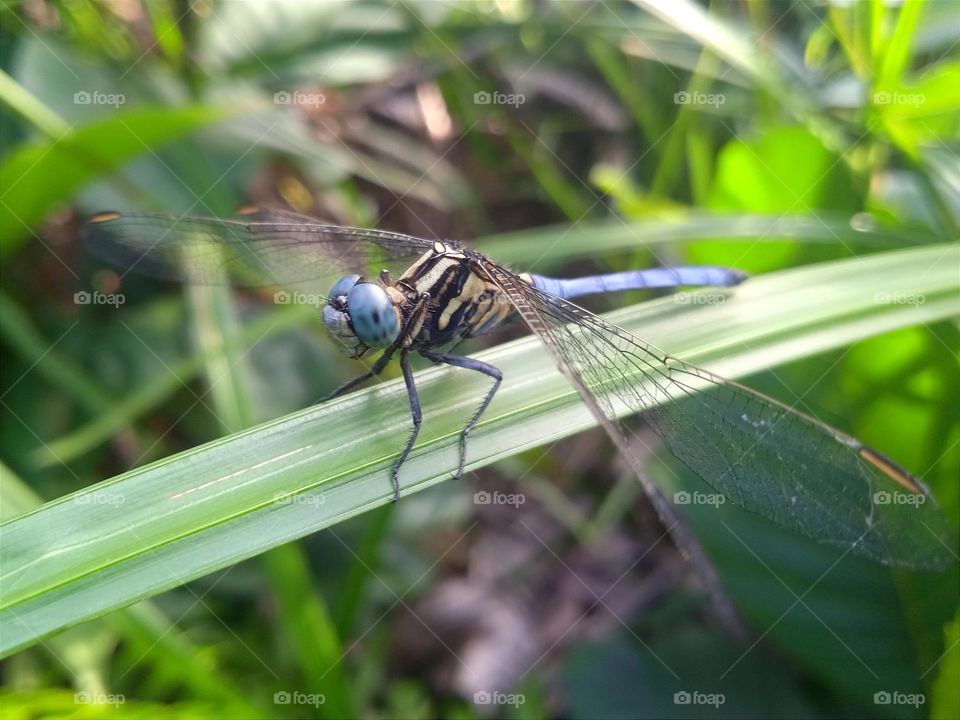 Blue dragonfly with beige black striped body .