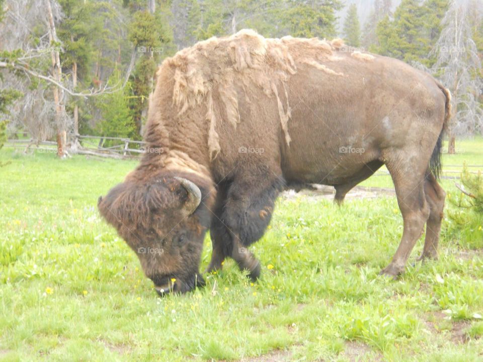 Buffalo in Yellowstone national park